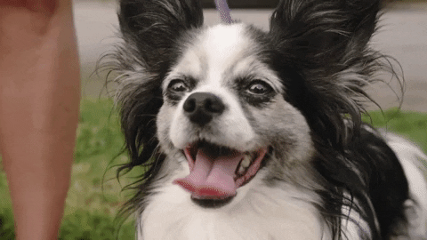 example of animated gif for an emailing with a dog